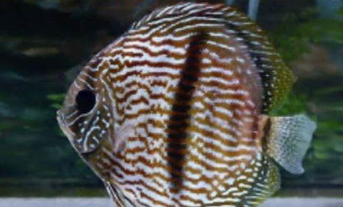 七彩神仙魚怎么養