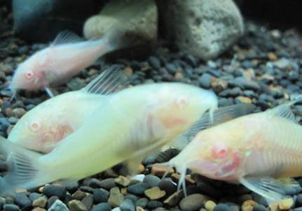 純凈水可以養魚嗎?