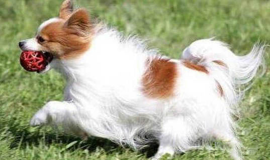 蝴蝶犬多少錢一只