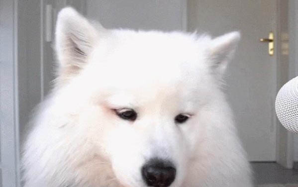 薩摩薩摩的狗能長大嗎?