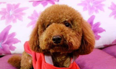 泰迪犬多少錢(qián)一只?小型寵物狗泰迪價(jià)格