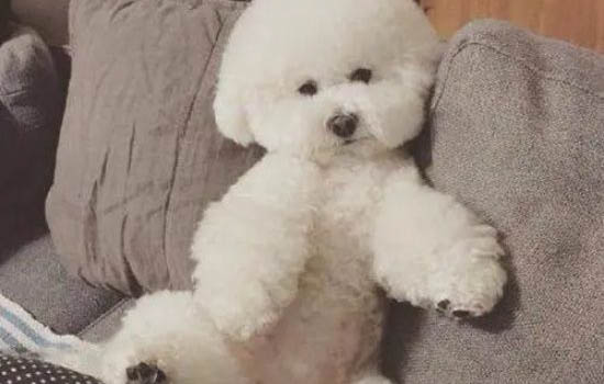 怎么預防比熊得狗瘟