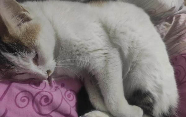 為什么貓咪的肚子總是咕咕叫