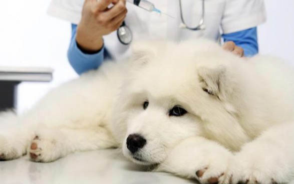 怎么訓練狗狗叼東西給我