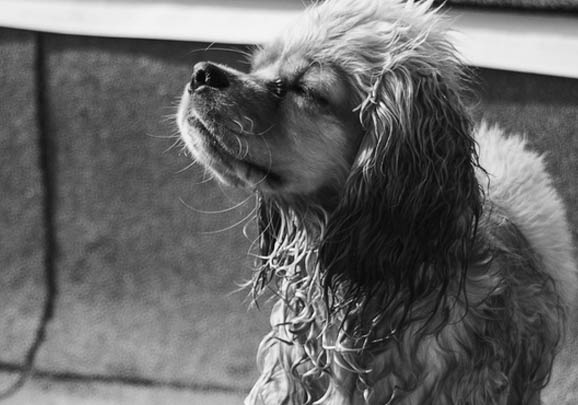 平毛尋回獵犬嘔吐黃水