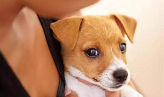 狗狗冠狀病毒和胰腺炎可以治好嗎