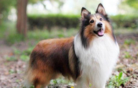 喜樂蒂牧羊犬可以吃龍眼嗎