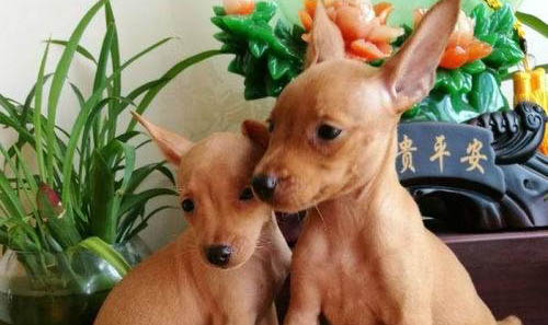 小鹿犬怎么看純不純