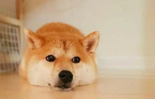 母柴犬幾個月可以配