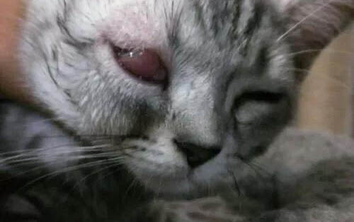 貓眼睛里有毛用不用管