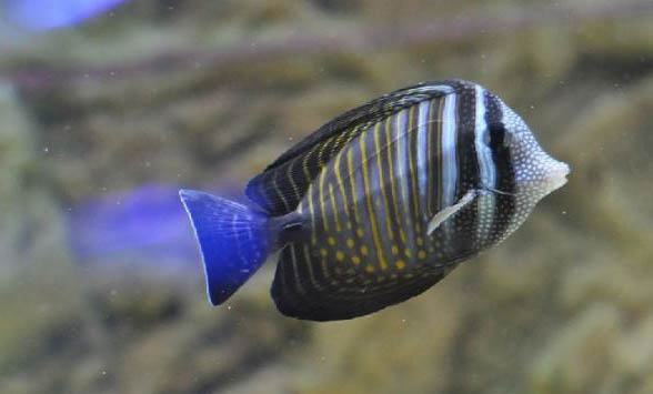 觀賞魚拒食的原因及處理方法