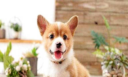 柯基犬的缺點是什么