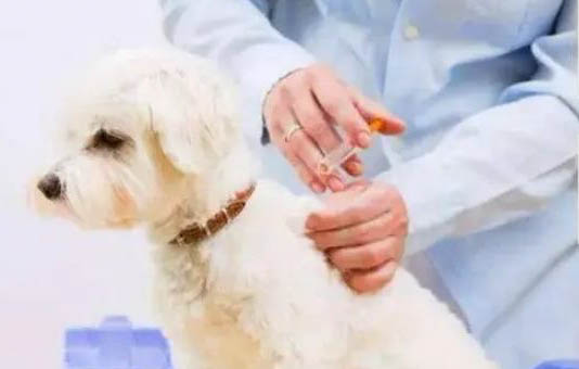 狗狗懷孕多長時間能看出來