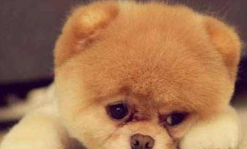 博美茶杯犬的價格是多少