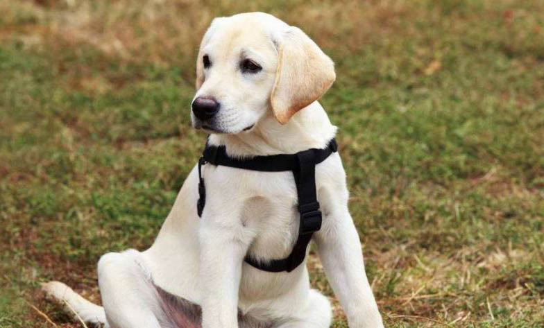 白狗品種有哪些大型犬種