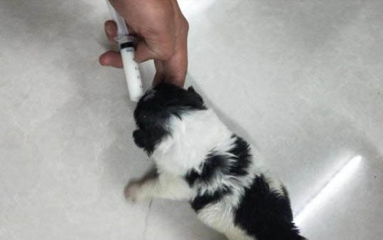 狗狗洗澡可以用什么代替