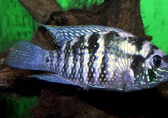 龍魚都有哪些品種