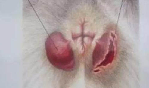 棉花面紗犬哪里有賣