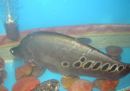 藍(lán)寶石關(guān)刀魚好養(yǎng)嗎