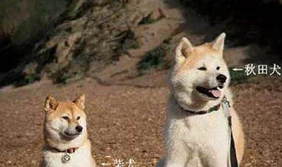 秋田犬干咳的原因及處理方法