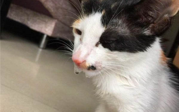 怎樣給小貓剪指甲