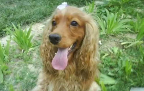 英國可卡犬受涼的癥狀有哪些