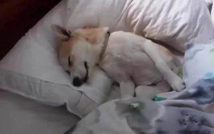 兩個(gè)月的高加索犬咬人用打針嗎