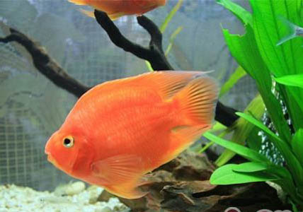 鸚鵡魚(yú)多久能適應(yīng)新環(huán)境養(yǎng)呢
