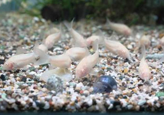 白鼠魚的飼養環境