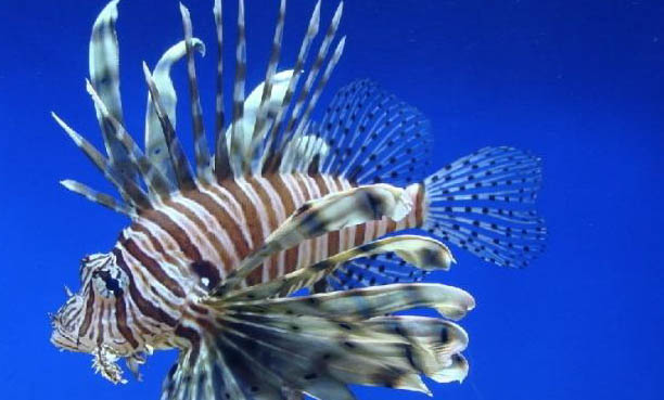 魚缸漏電對魚有影響嗎