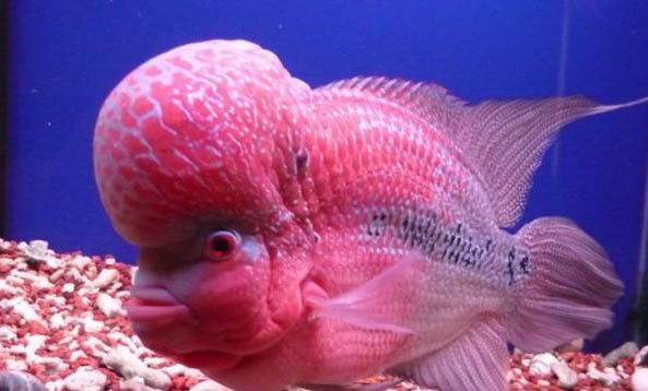 羅漢魚能和錦鯉一起養嗎