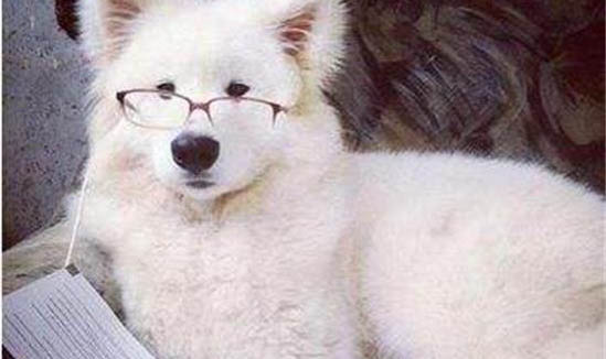 狗狗巧克力中毒有哪些癥狀