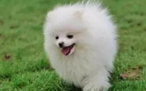 狗狗糖尿病能吃榛子嗎