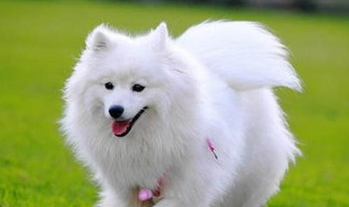 銀狐犬不吃不喝沒精神是怎么回事