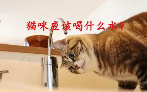 剛睜眼的小貓眼睛被眼屎糊住