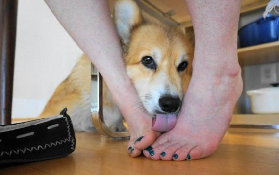 狗割聲帶