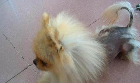 犬瘟細小能活多久