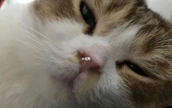 二個月的小貓胡須自斷是正常現(xiàn)象嗎