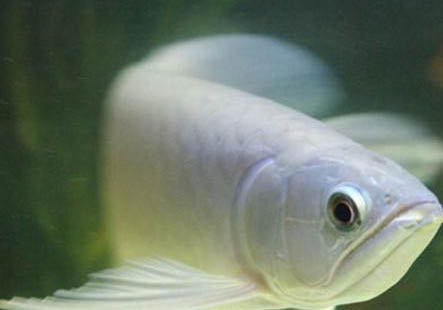 如何繁殖孔雀魚