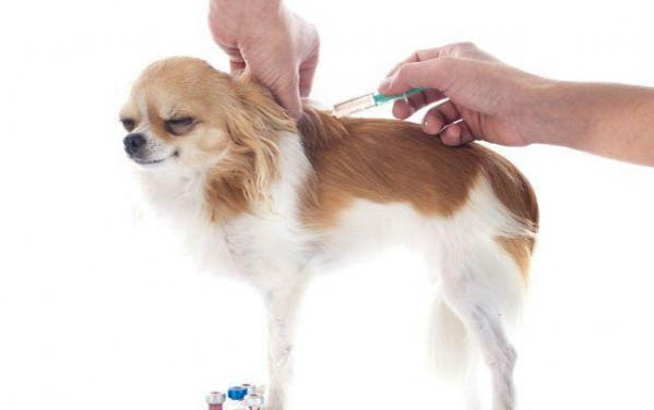 狗狗懷孕生產前幾個月會有癥狀