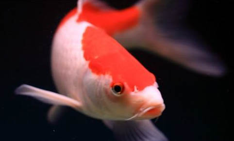 35的缸養(yǎng)多少孔雀魚