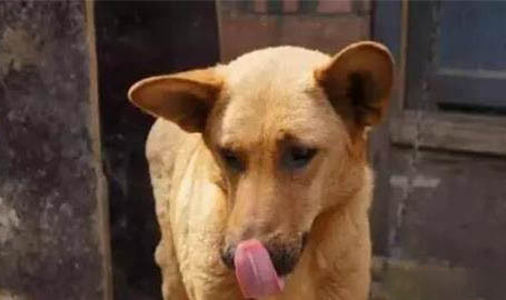 中華田園犬品種有哪些?