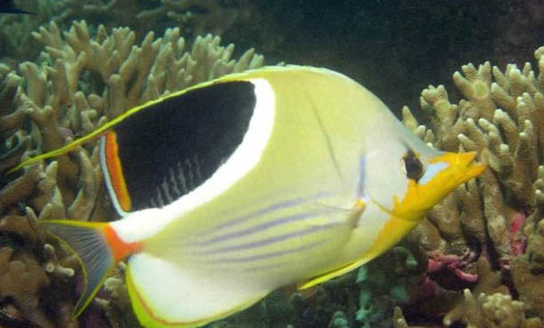 一點蝶魚好養嗎