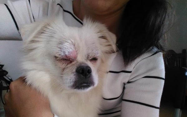 狗狗得了肺炎要多久能好