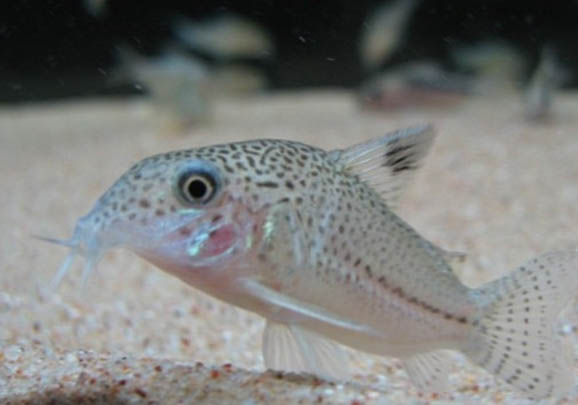 吃黑毛藻的工具魚哪個好