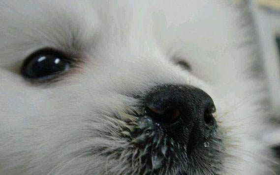 狗狗下崽之前有什么癥狀嗎