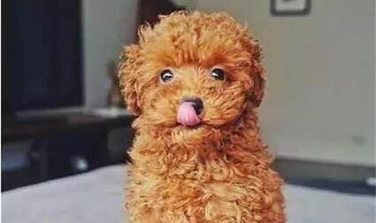 如何保養狗狗的牙齒