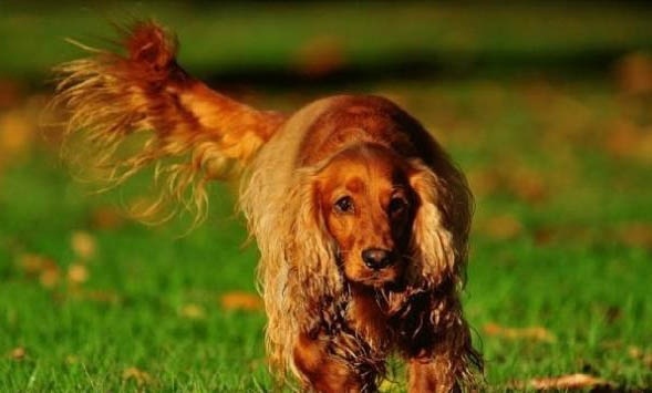英國可卡犬性格