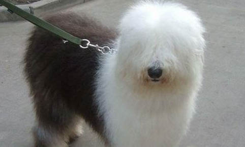 挑選蘇格蘭牧羊犬注意些什么?