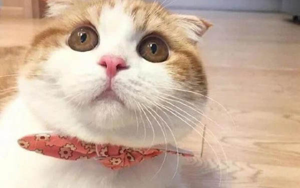 小貓多久后可以吃貓糧